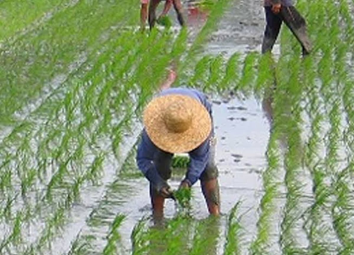 10k ayuda sa mga magsasaka dahil sa mababang presyo ng palay