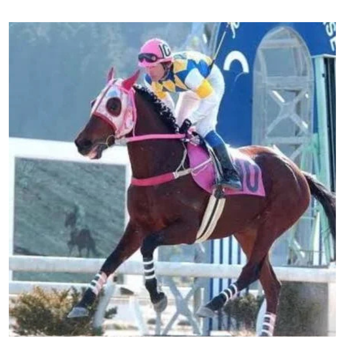 Haru Urara, huwarang racehorse ng Japan, pumanaw sa edad na 29