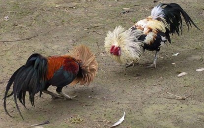 Feathers ruffled: Korean Air blocks US birds bound for ‘sabong’