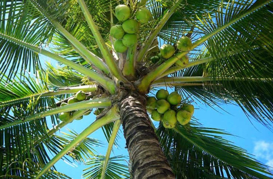 Agri exports ng Pinas, lusot sa taripa ng US