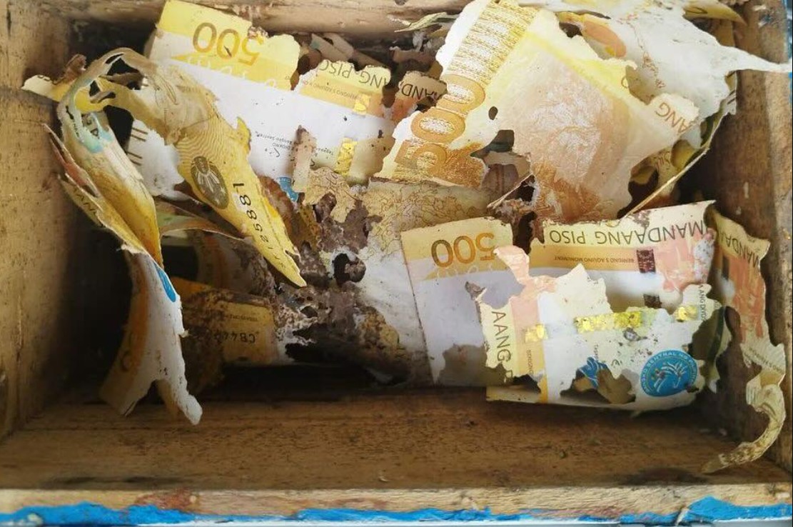 Termites feast on golf course worker’s year-long savings