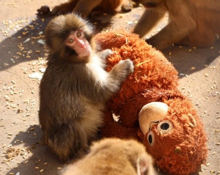 Baby monkey Punch clings to toy, fights for place in troop as fans rally behind his comeback