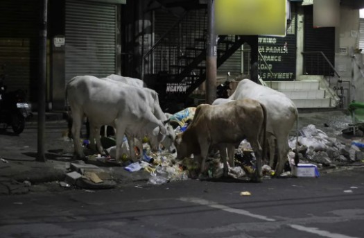 COWawa naman! Kalsada sa North Caloocan, nagmistulang grazing area ng mga baka