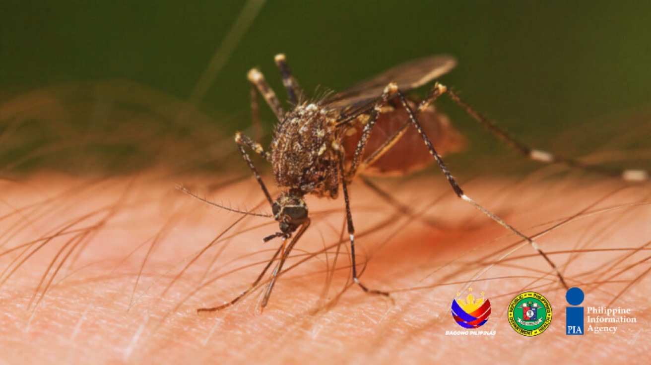 QC dengue tally drops 85%, yet threat to children lingers