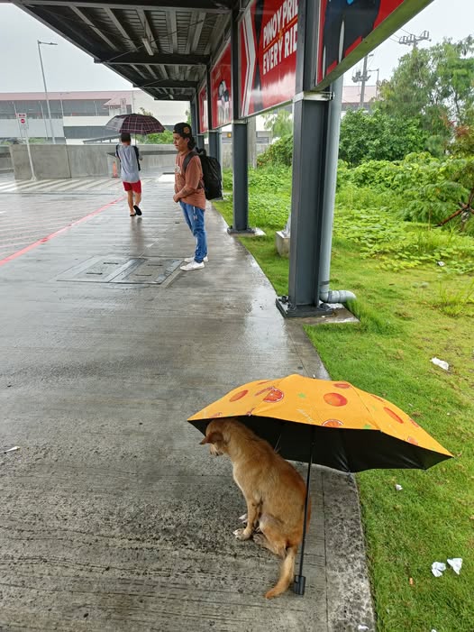 Gusto mo ba ng fur baby? Aso sa LRT station basang-basa, giniginaw; netizens, naghahanap ng mag-aampon