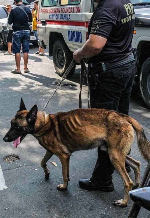 Payat na police dog sa viral post — malusog, naga-adjust lang ayon sa PNP