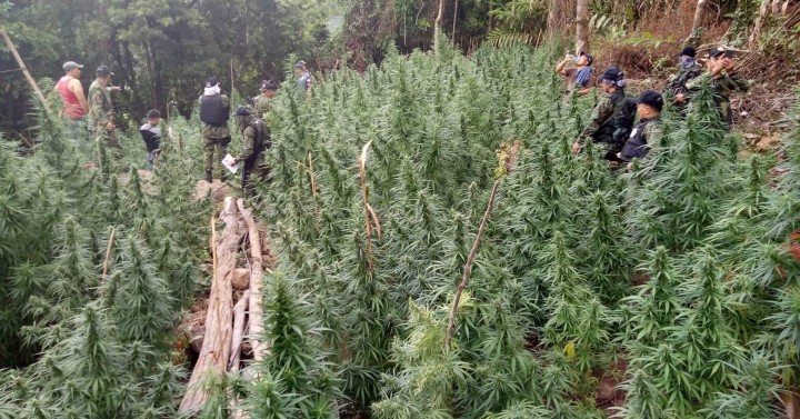 PNP burns ₱28.5M marijuana in Cordillera — but patients say the real crime is no legalization