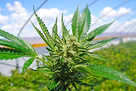 PDEA nagsunog ng ₱22.6-M halaga ng marijuana sa Ilocos