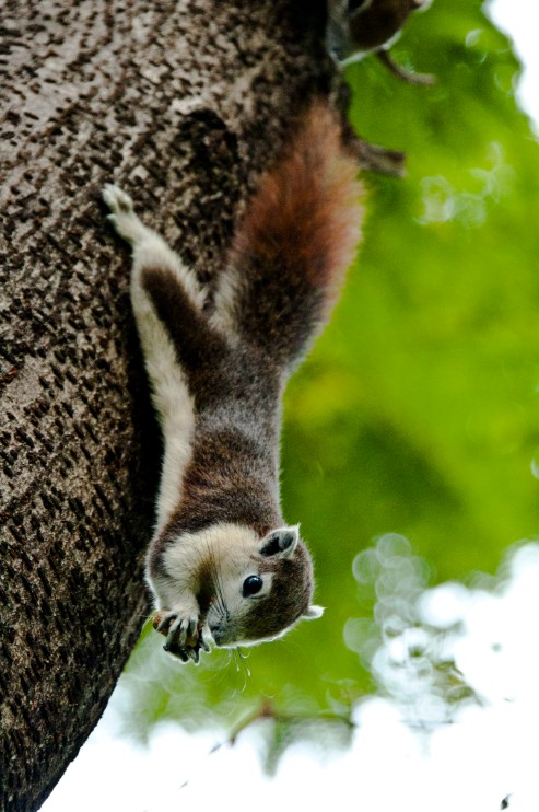 Cute but dangerous: Metro Manila's squirrel invasion is worse than you think