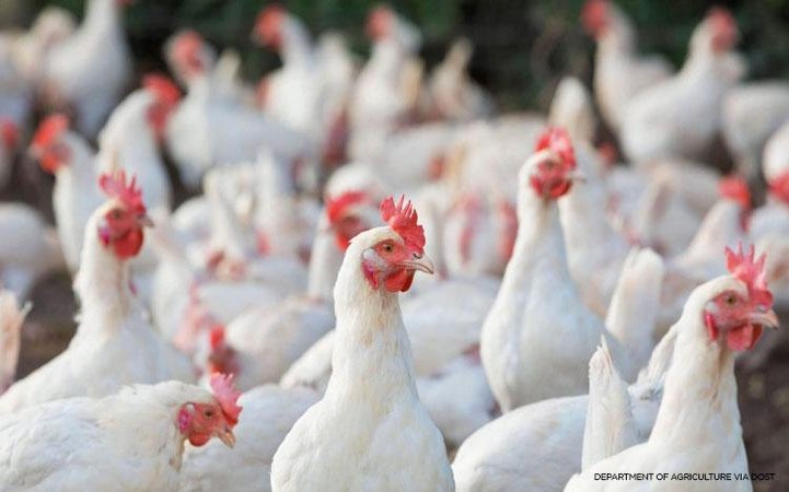 Pilipinas, Ititigil ang Pag-angkat ng Manok mula sa Tatlong Estado ng US Dahil sa Bird Flu