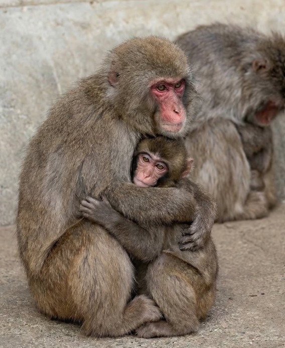 Punch the baby monkey is finally finding his tribe!