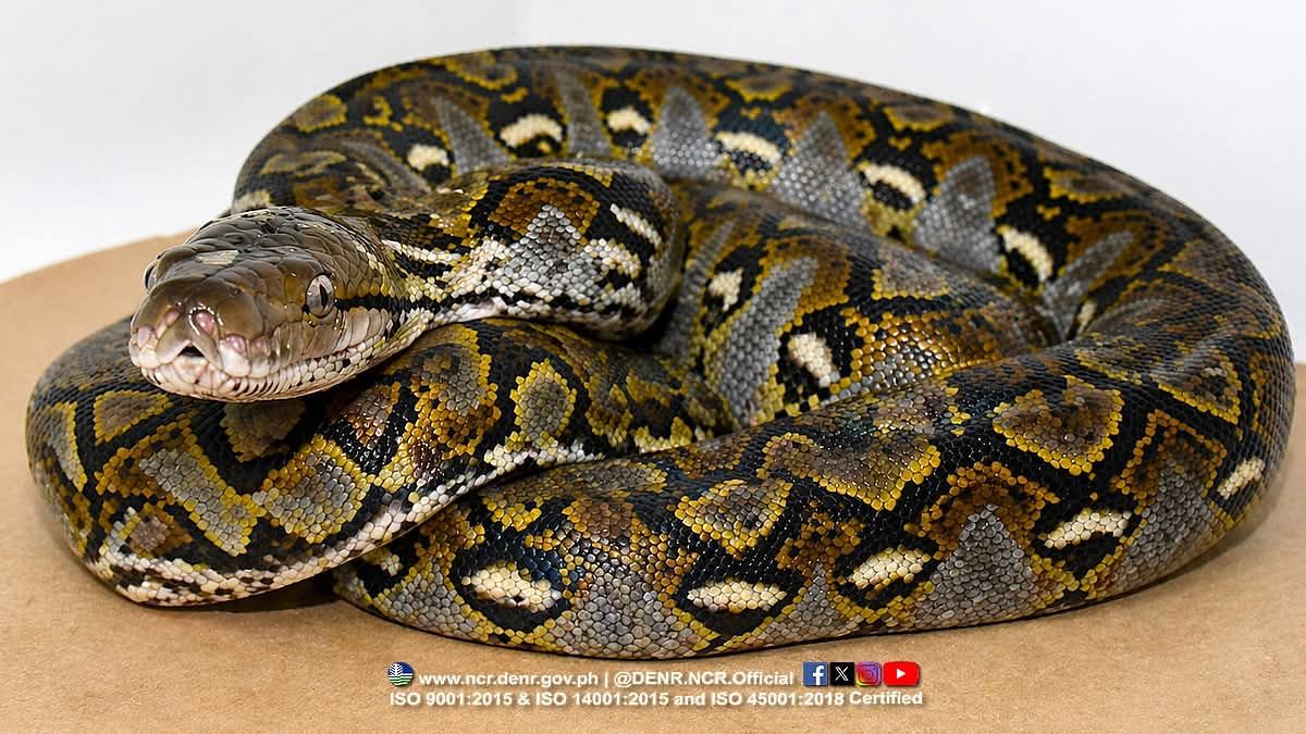 A python found inside the house in Valenzuela — Are wildlife encounters increasing in cities?