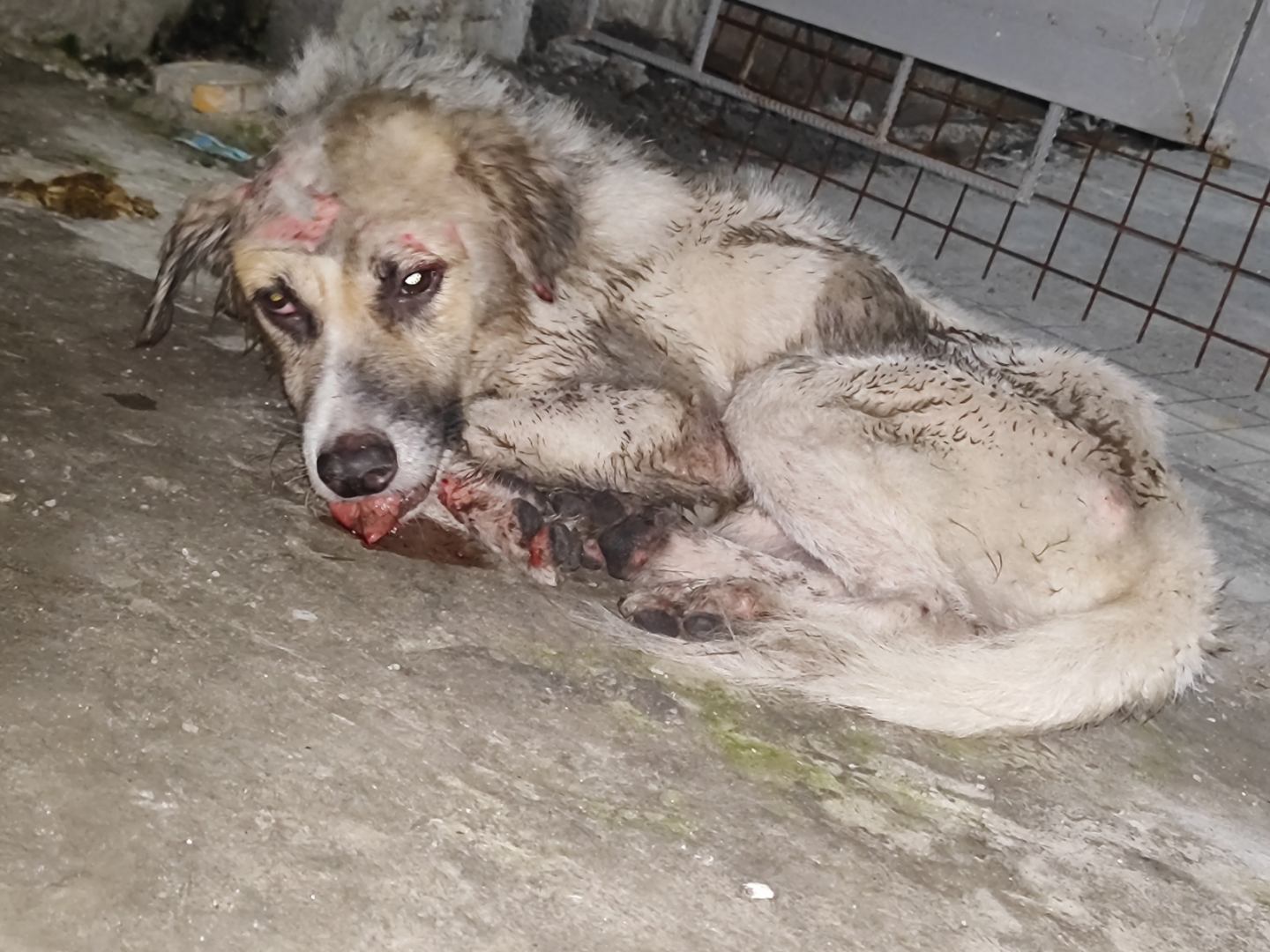 Asong sinabuyan ng asido, nagpapagaling na sa General Santos: Netizens, galit na galit