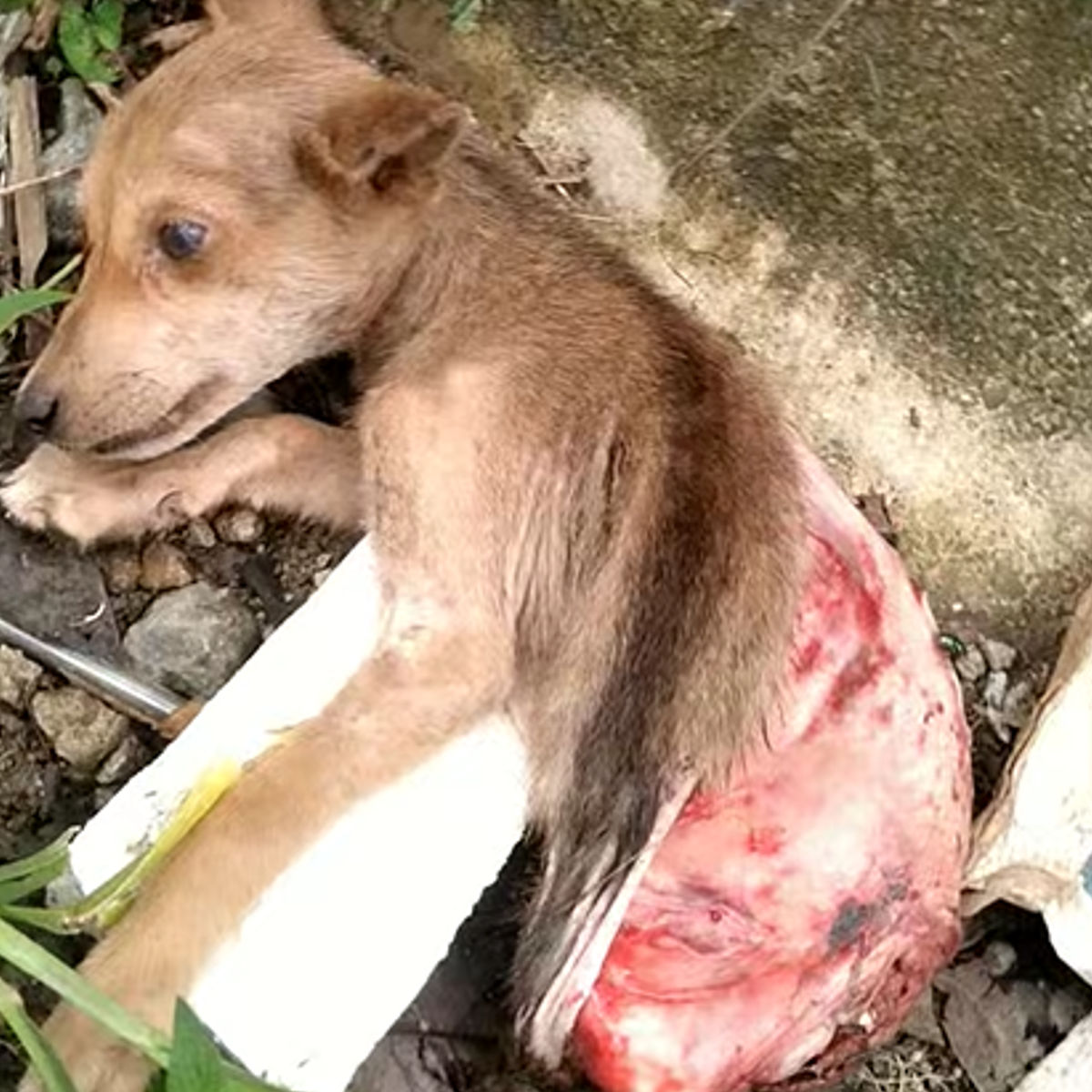 Asong binalatan nang buhay sa Rizal, namatay kalaunan. Humane Philippines nananawagan ng hustisya