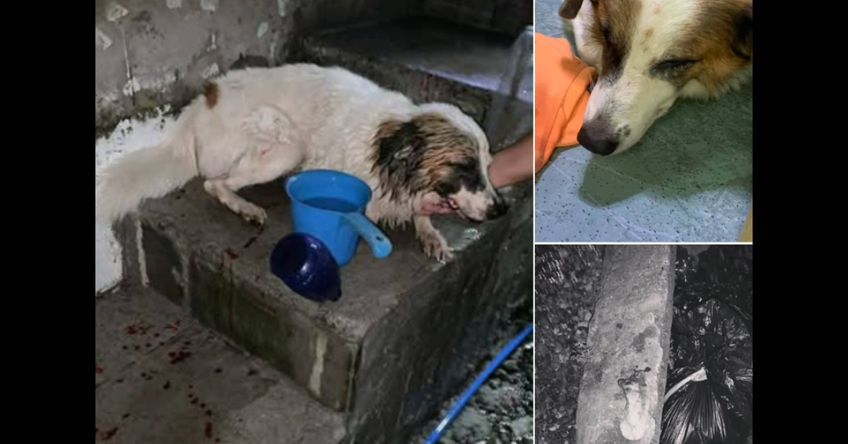 Aso sa Valenzuela pinutulan ng dila; pamilya nanawagan ng hustisya