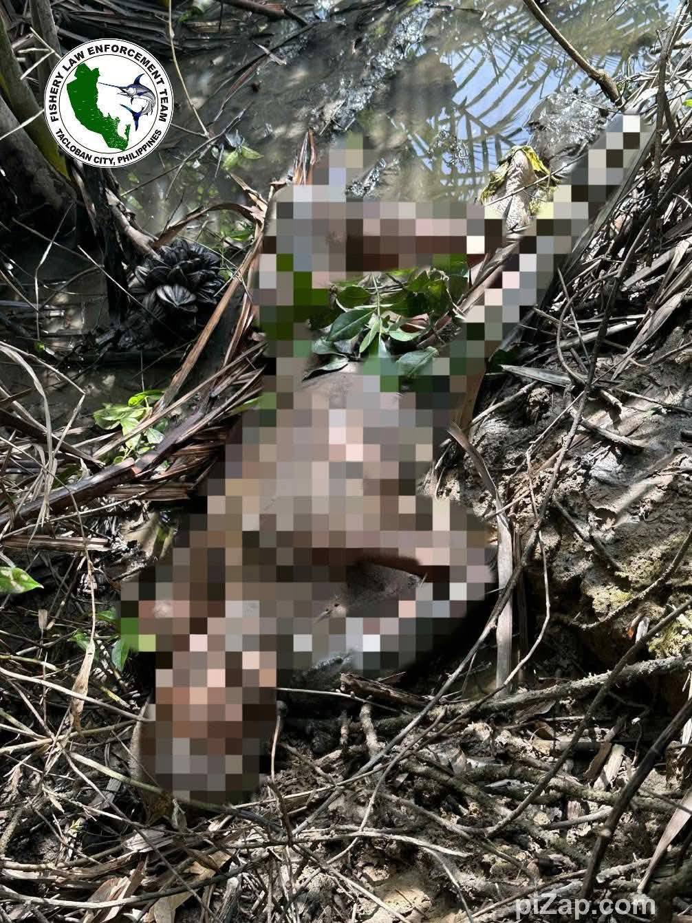 Bangkay ng lalaki, natagpuan sa mangrove area sa Diit, Tacloban City