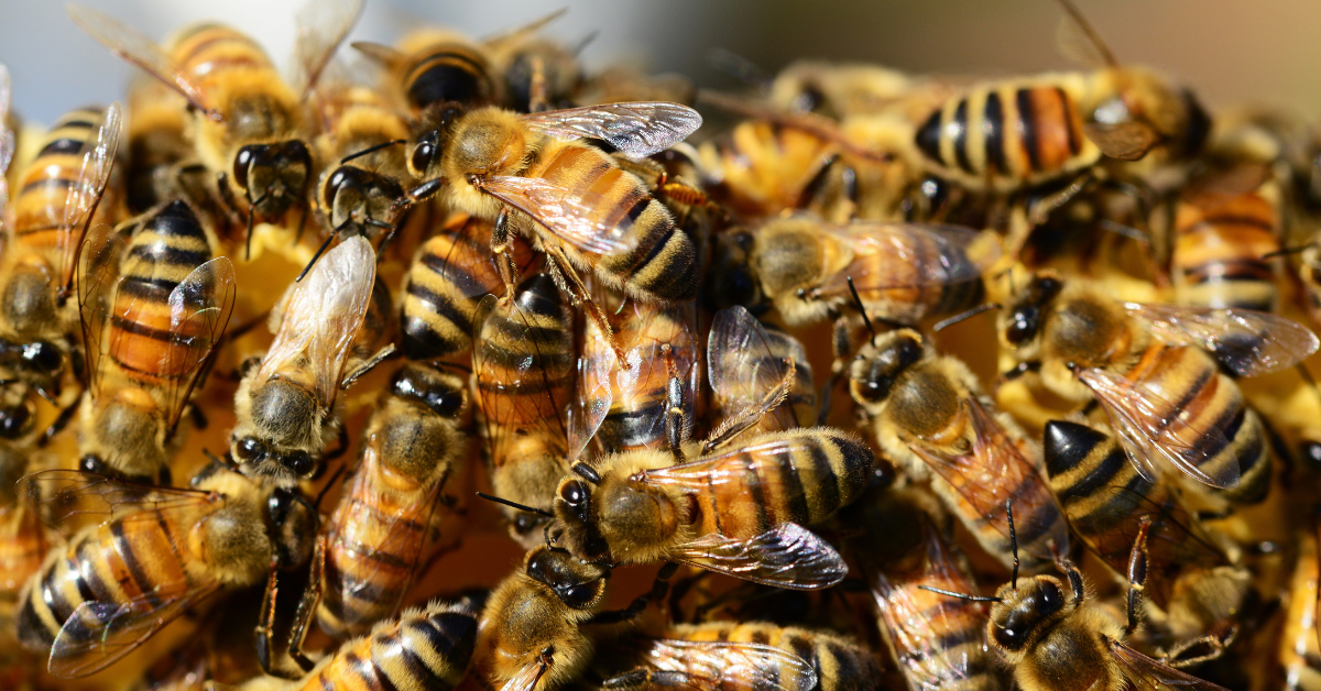 2-taong gulang bata patay sa pagkuyog ng bubuyog sa Zamboang del Sur