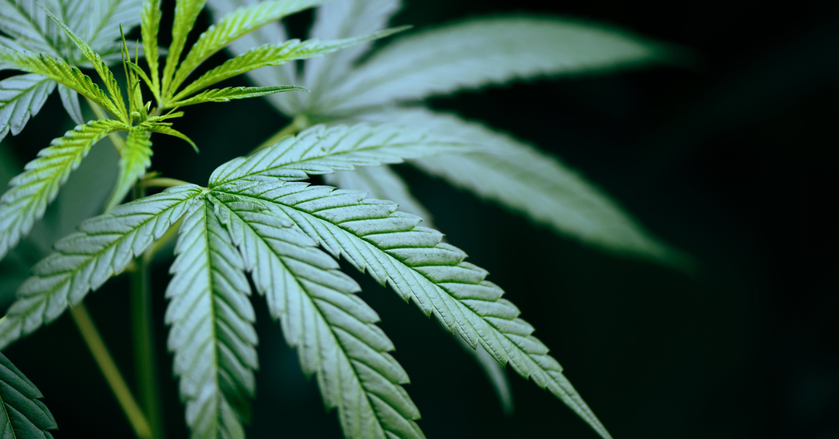 Over P69 million marijuana burned in major Benguet anti-drug operation