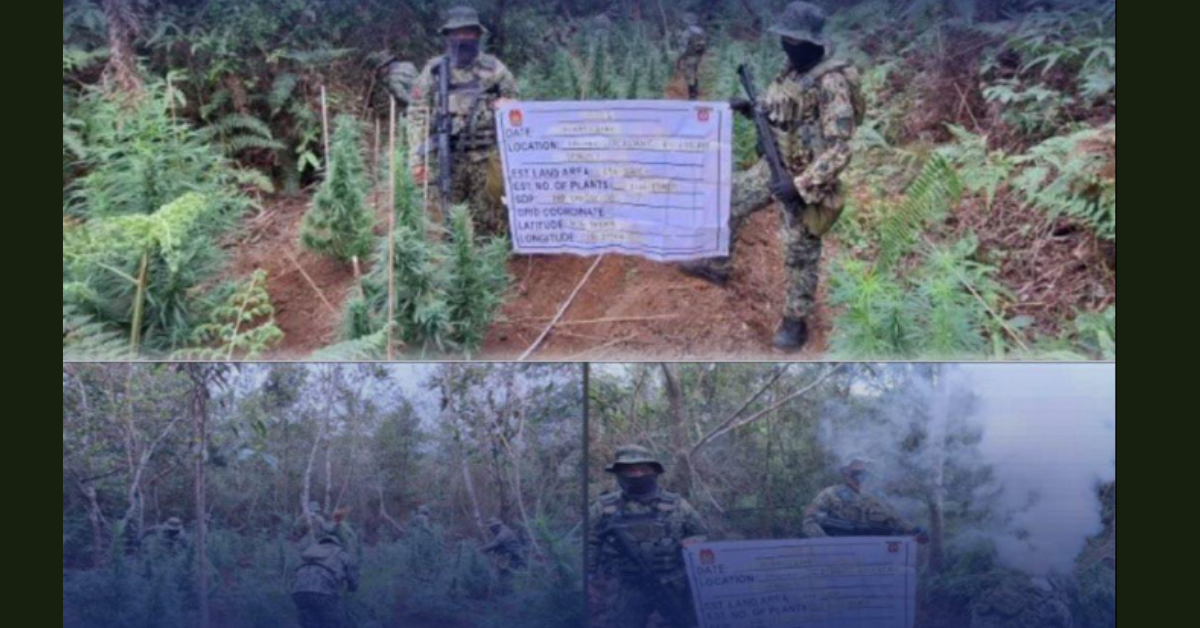 Authorities destroy ₱22.8M marijuana in Benguet —crackdown effective or recurring issue?