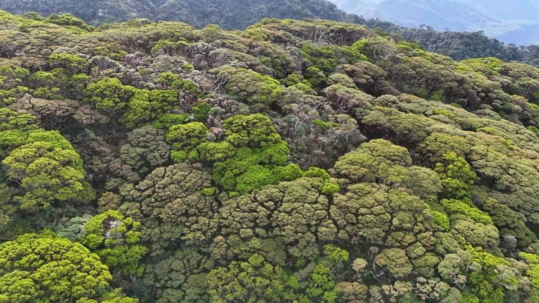 Bonsai forest na mala-broccoli at cauliflower sa Antique, ikinatuwa ng mga netizens