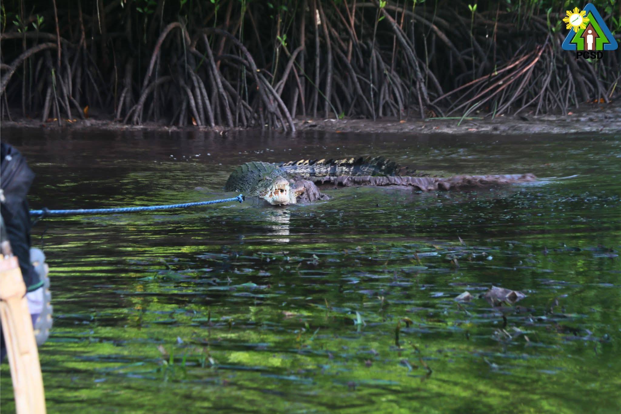 Giant crocodile captured in Balabac after allegedly attacking fisherman — Is human-wildlife conflict escalating?