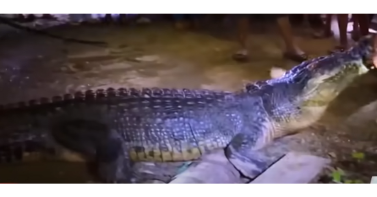 3-metrong buwaya na kumain umano ng mga aso, nahuli sa Balabac