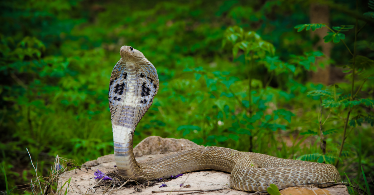 Batang 7 anyos patay sa tuklaw ng cobra sa Davao de Oro