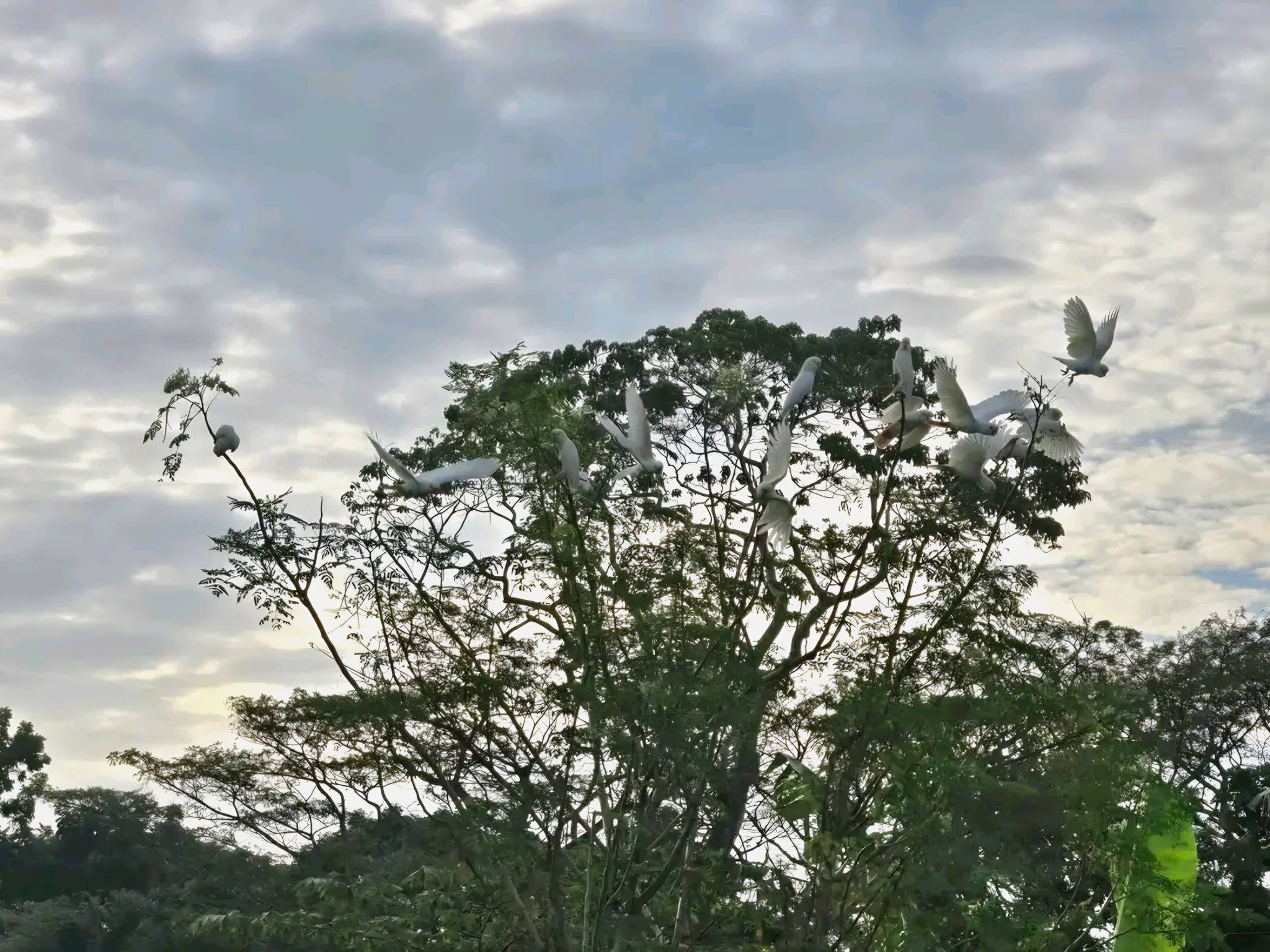 A rare morning flight in Puerto Princesa — Are we doing enough to protect the Philippine Cockatoo?