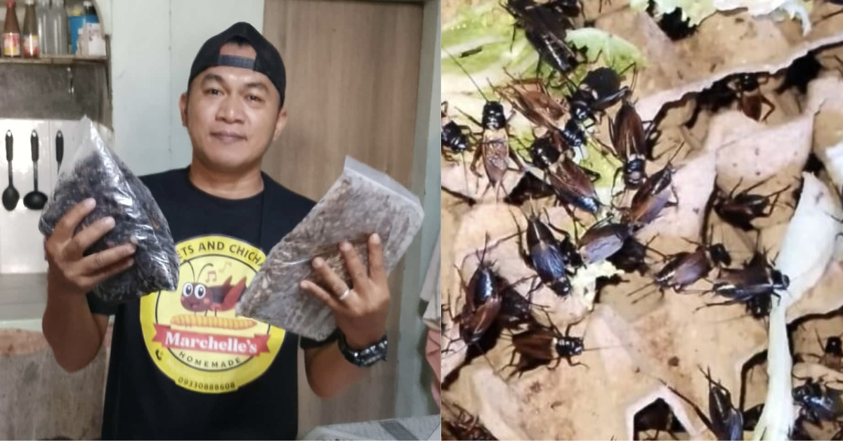 Cricket farm ng ex-driver, patok sa mga restoran; kumikita ng ₱10K kada ani