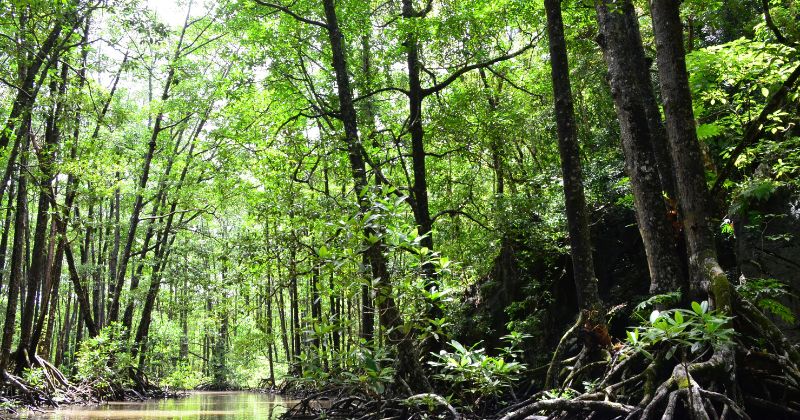 Mga guro, nakasalubong ang 2 malaking buwaya sa isang ilog sa Palawan