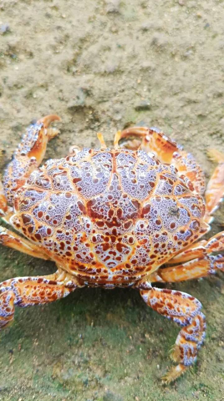 A woman in Palawan has died after allegedly eating a poisonous ‘devil crab’ —  Are coastal communities being properly educated?