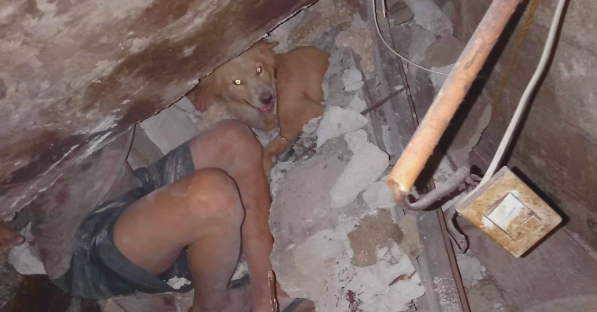 Aso itinanghal na bayani matapos iligtas pamilya sa lindol sa Cebu