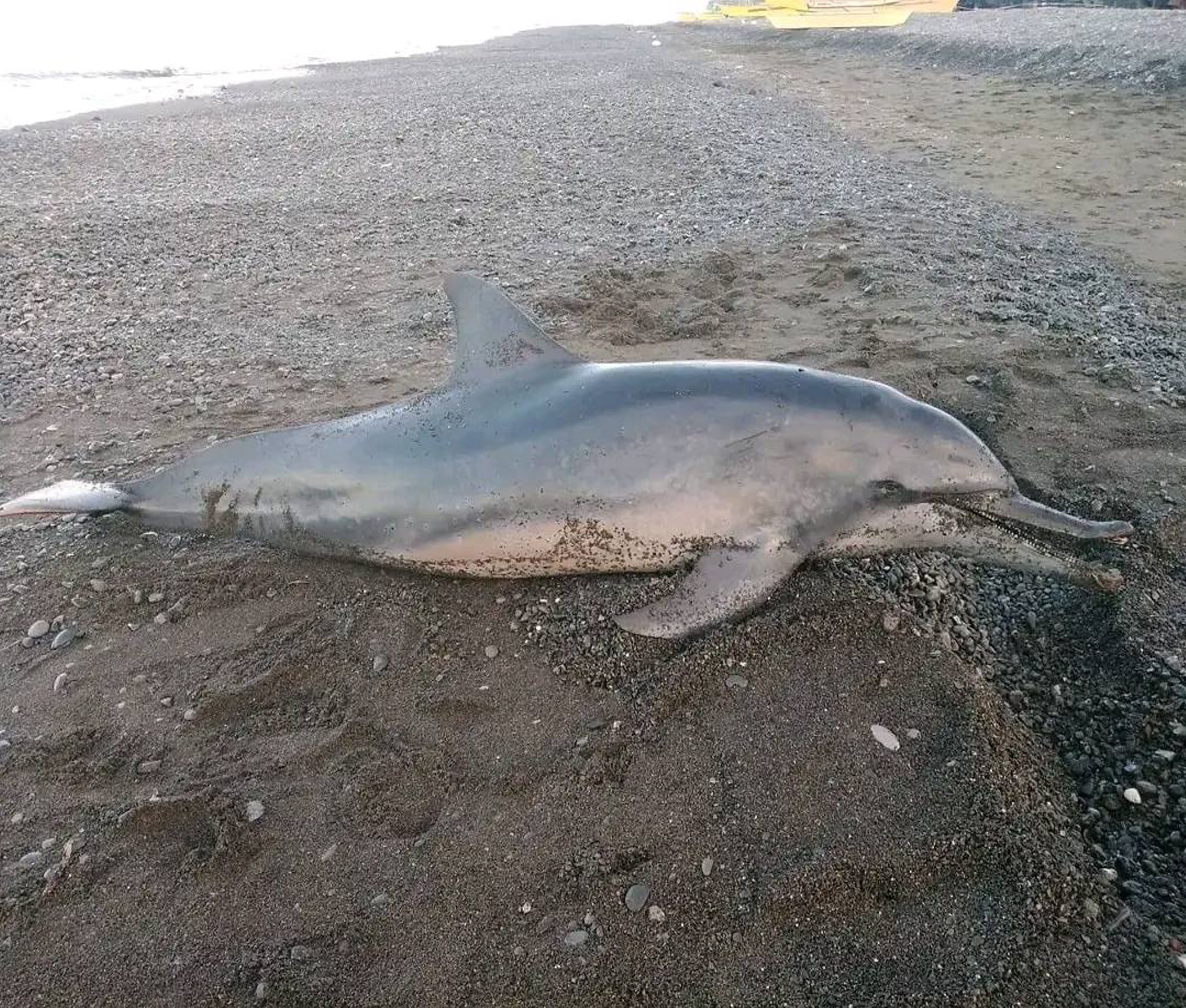 Dead dolphin found in Tibiao, Antique — Natural occurrence or a warning from the sea?