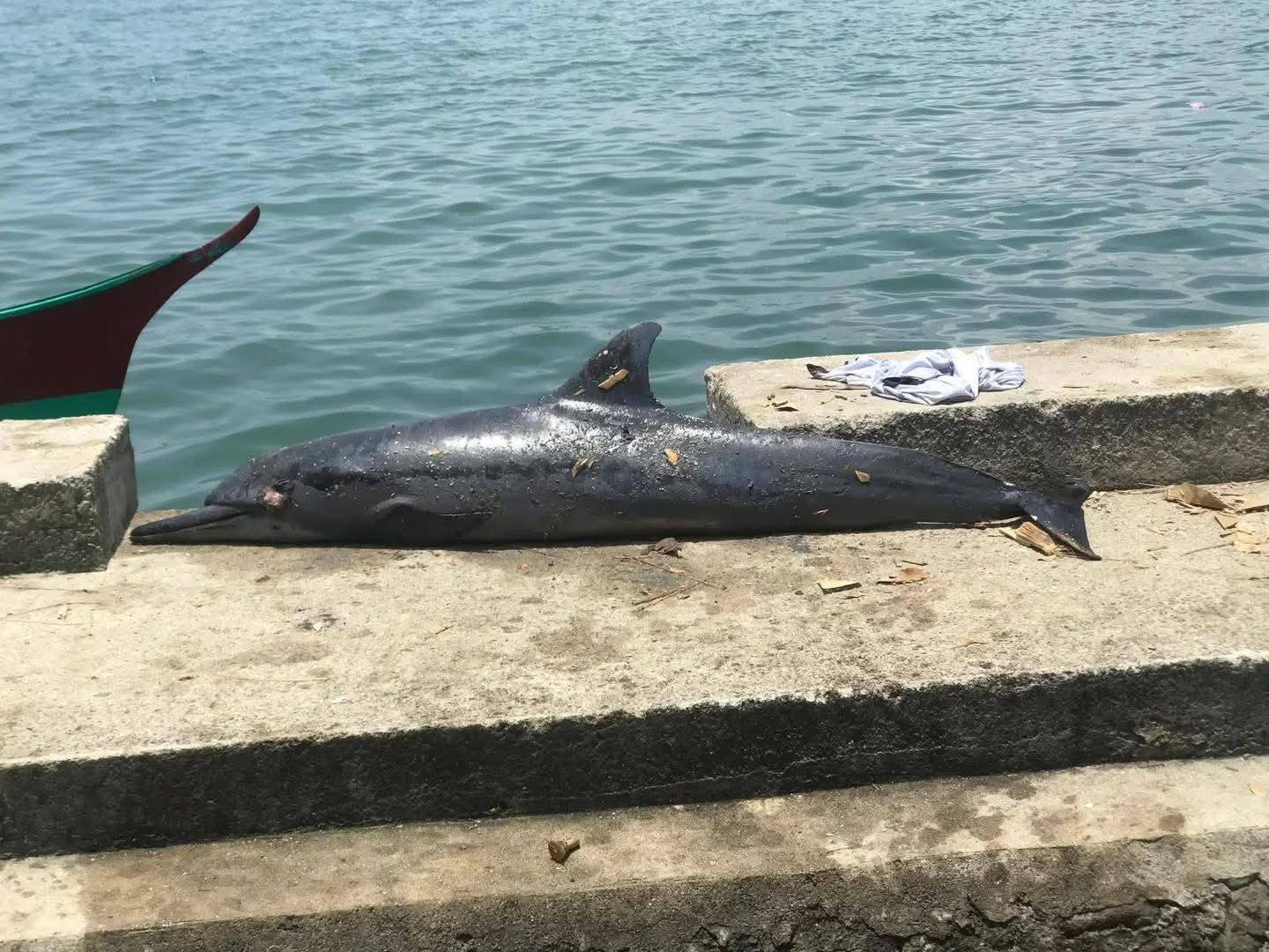 Dead dolphin found on Biliran shore — Natural loss or human impact?