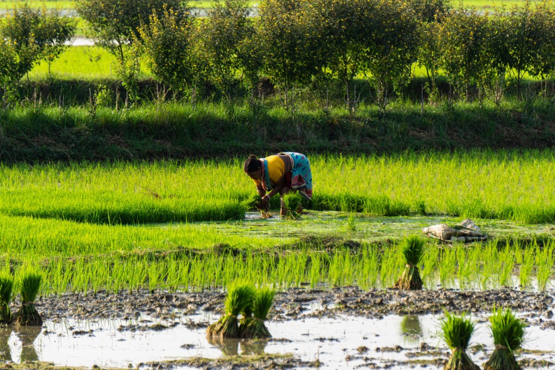 ₱7K cash aid ipamimigay sa 1M rice farmers sa 2026, ayon kay Speaker Dy