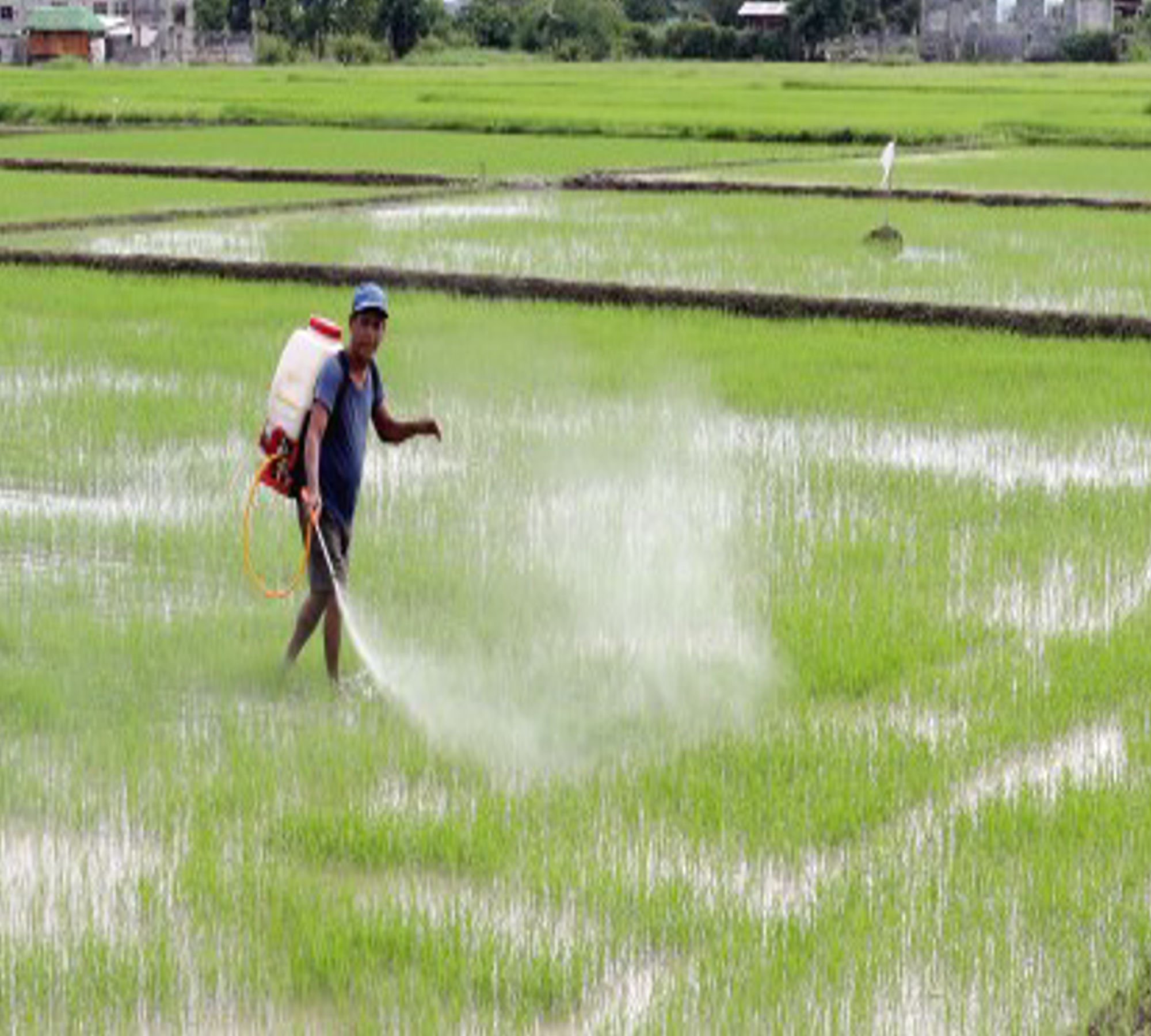 Rising fertilizer costs threaten rice harvest — Are Filipinos heading toward another food price surge?