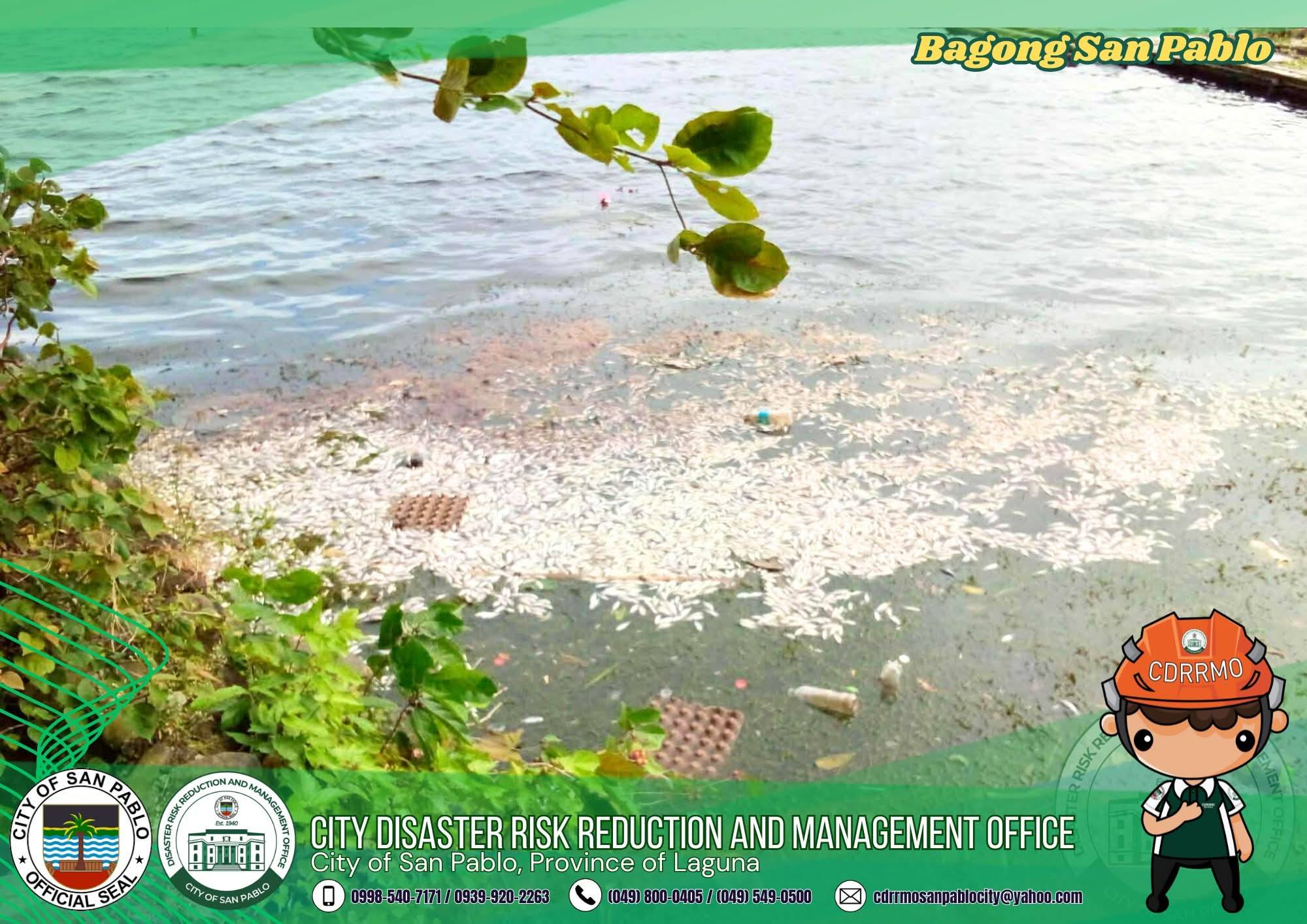 Sampaloc Lake suffers massive fish kill — Nature’s warning or climate reality?