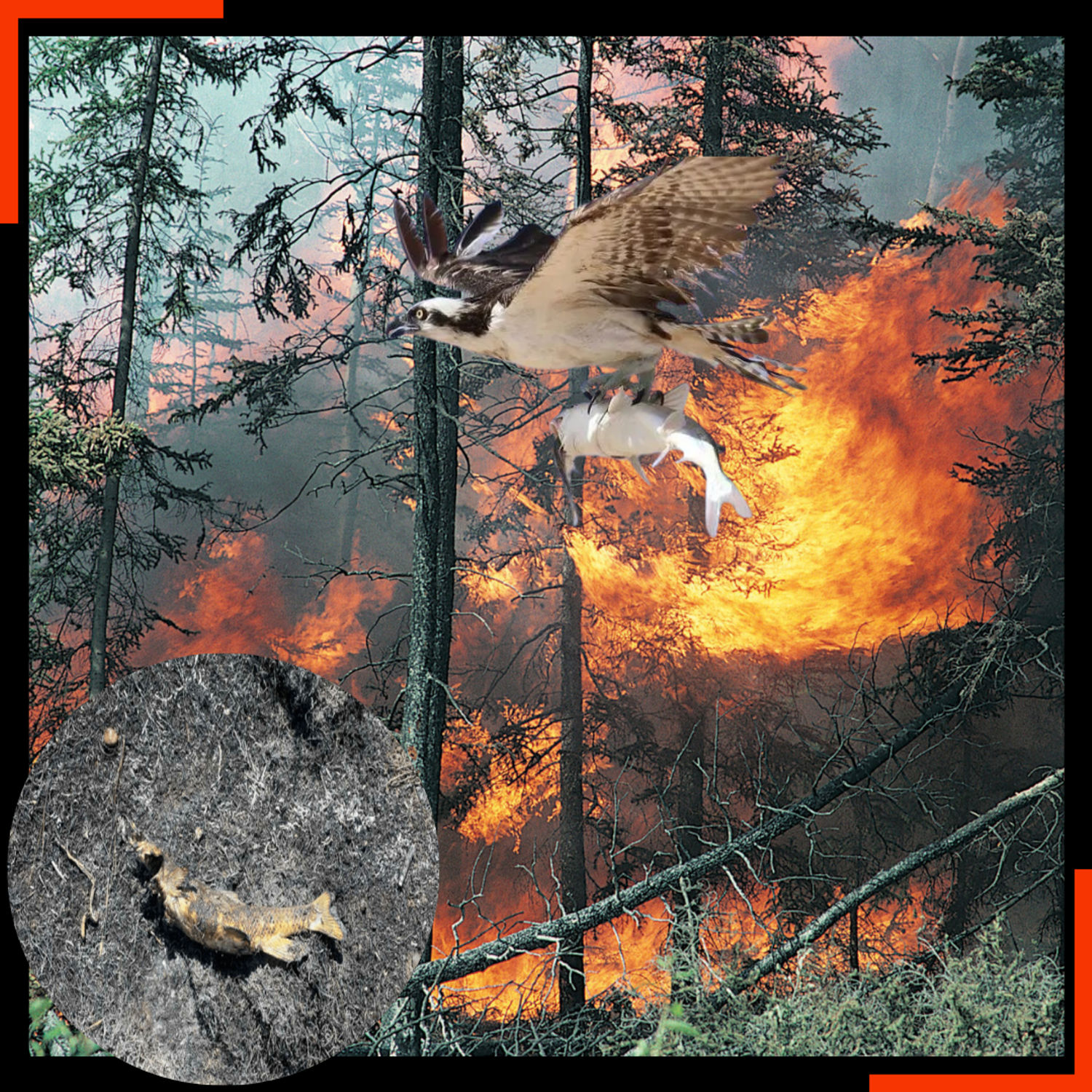 Ibon na may dalang isda, pinaniniwalaang nagsanhi ng sunog sa Canada?