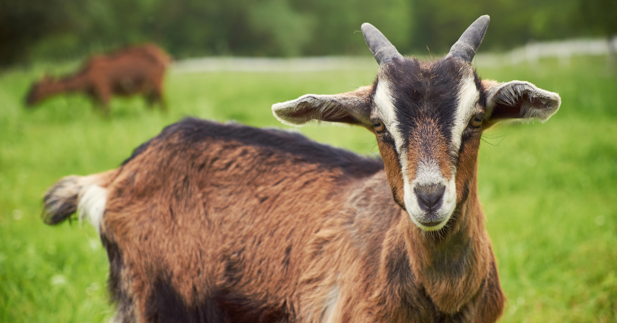 Police hunt suspect in disturbing goat rape case in El Nido