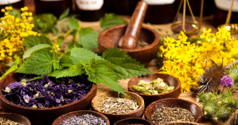 UP Manila, gumawa ng abot-kayang herbal na pangontra sa sakit