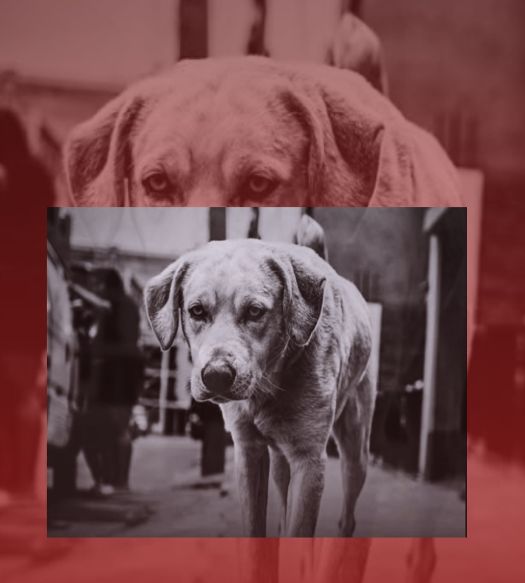 Mass poisoning of stray dogs reported in India — Is society failing its most vulnerable animal