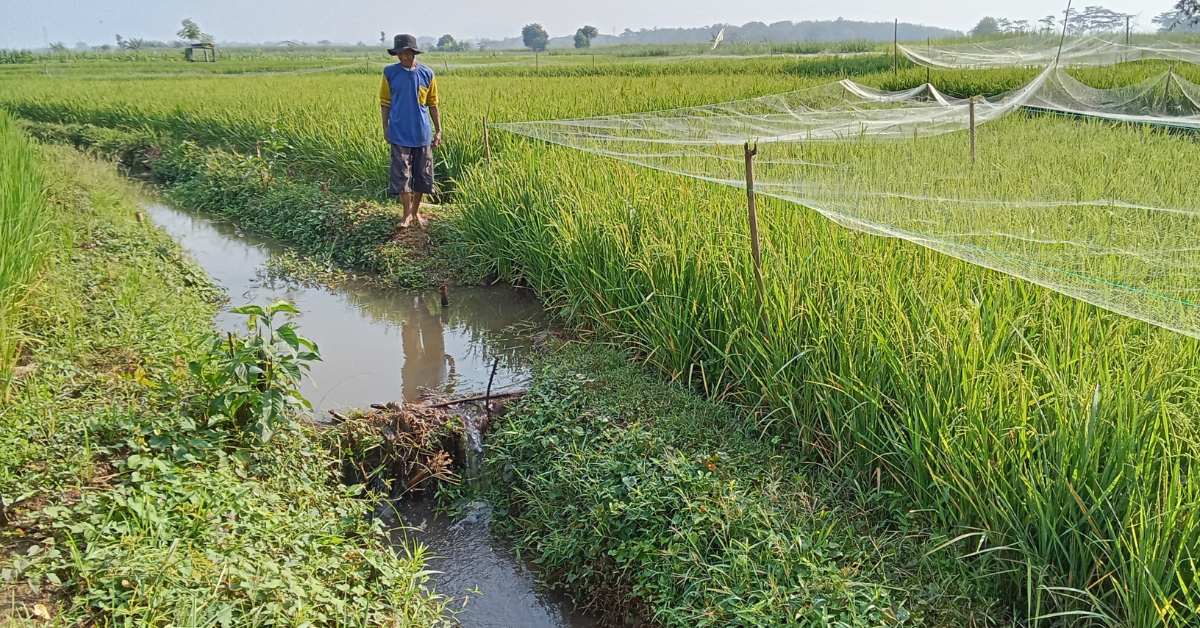 257 dapat, pero 37 lang ang umaandar — irigasyon crisis binunyag sa Senado