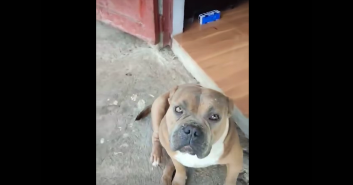 American Bully pinukpok hanggang mamatay; hustisya sigaw para kay ‘Axel’