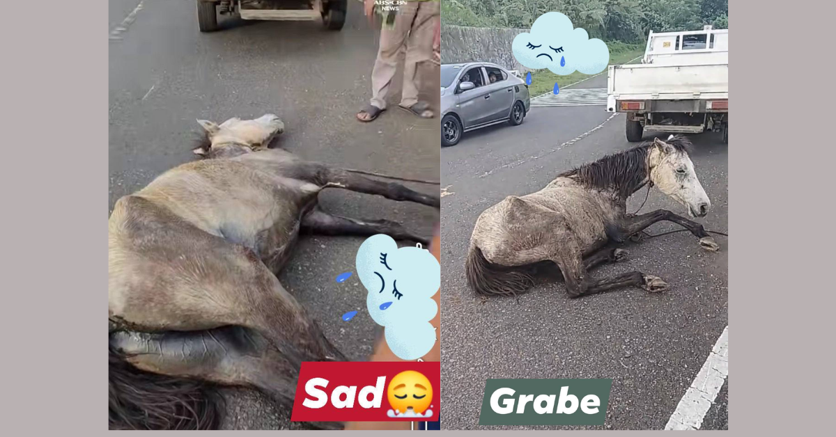 PAWS condemns viral horse-dragging in Misamis Oriental — ignorance claim, deliberate abuse?