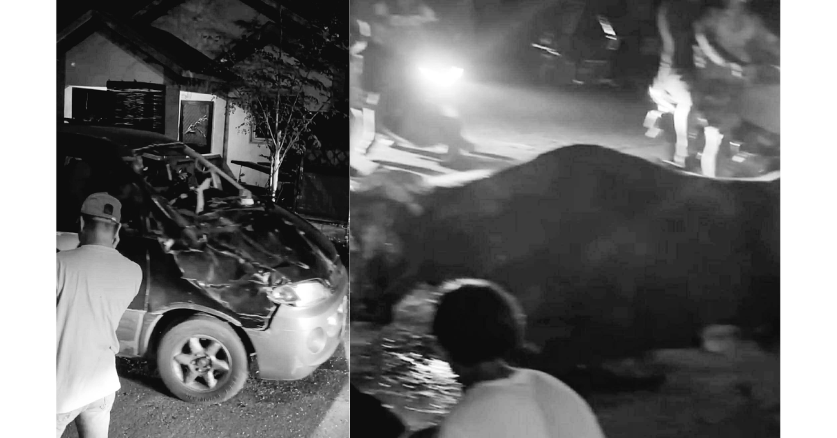 Carabao left with broken horn after SUV collision in San Antonio, Nueva Ecija