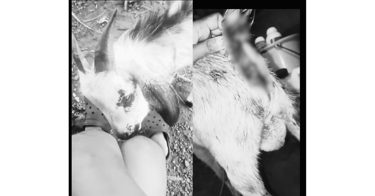 Alagang kambing sa Cabanatuan ginahasa, sinaktan