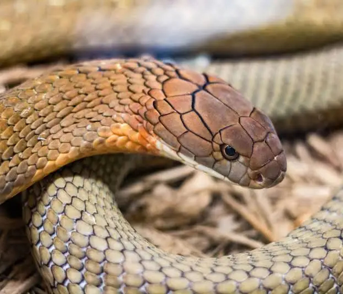 34-year-old woman succumbs to king cobra bite in Cotabato