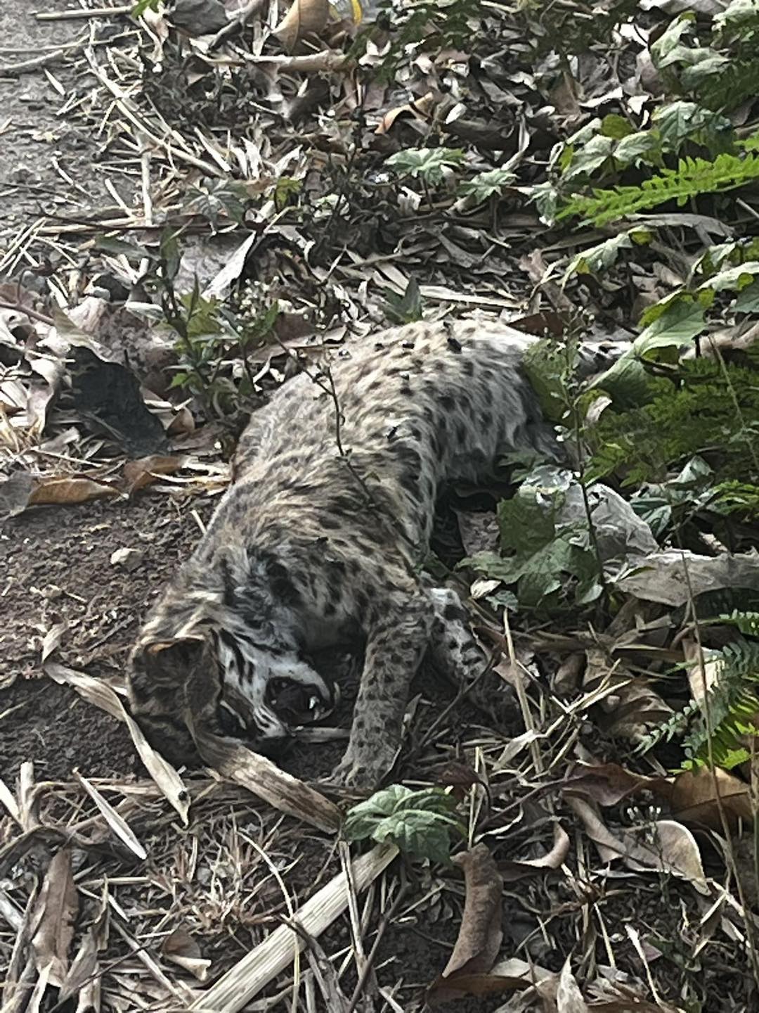 Another leopard cat found dead on Palawan roads — Awareness or inaction?