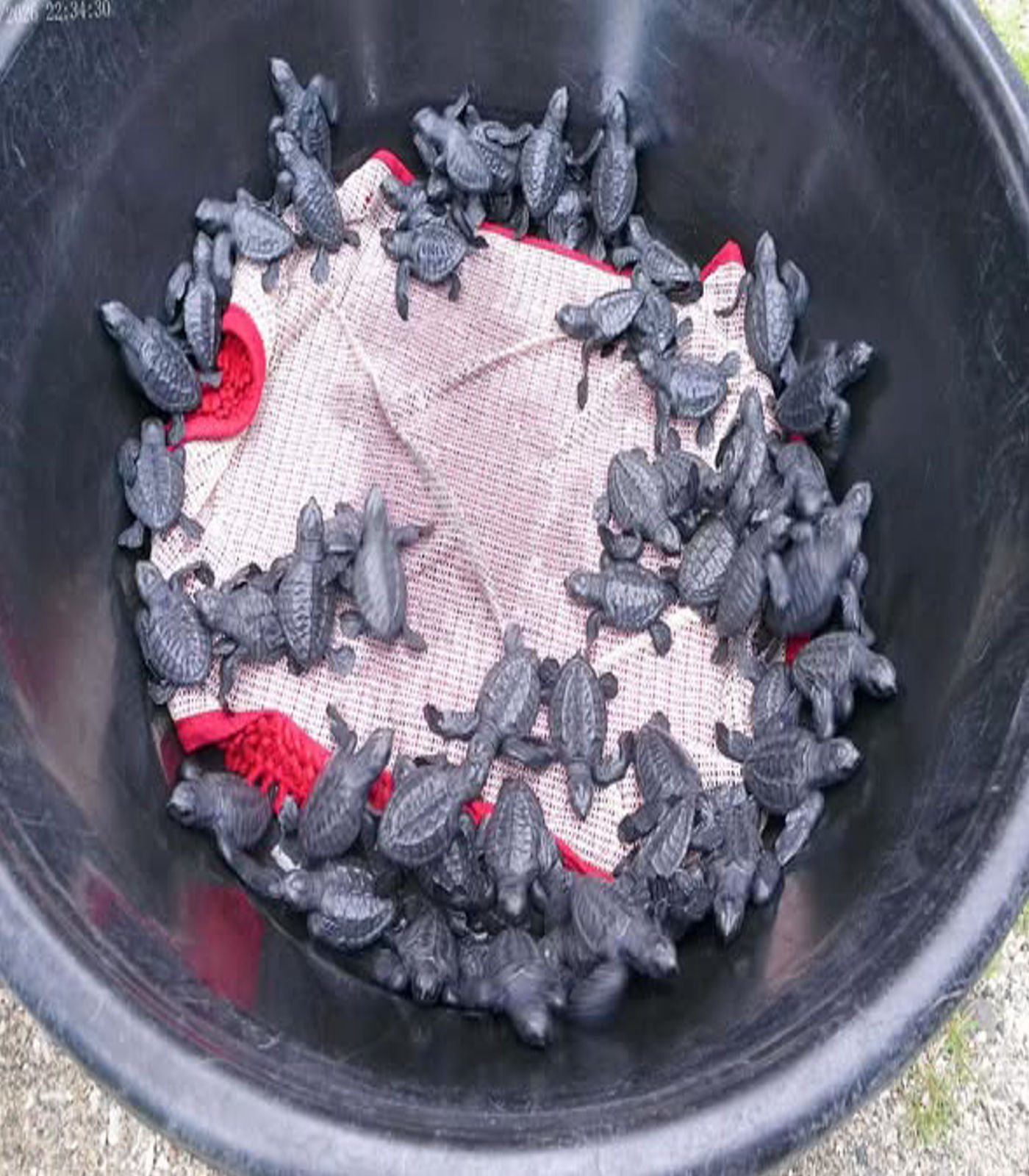 121 pawikan set free in Ligao — Are we doing enough to protect our marine life?