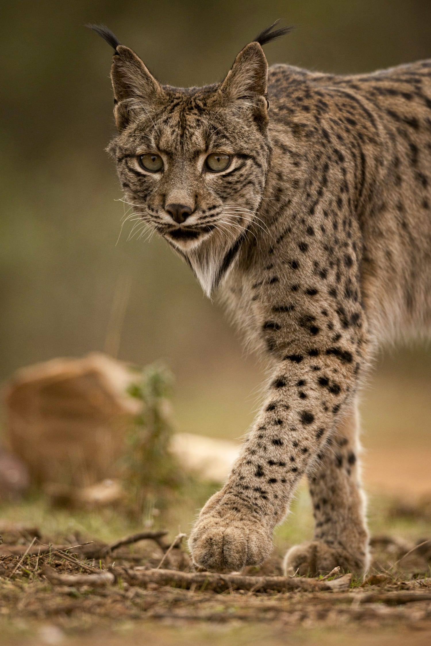 Good News! Tuluyang pagkaubos ng Iberian Lynx, napigilan ng siyensya